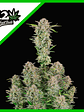 Bruce Banner Auto X3-Fast Buds - Miniatura 1
