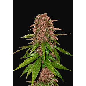 C4 Auto -Fast Buds (X3/X1)