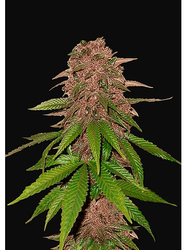 C4 AUTO X1-FAST BUDS 1