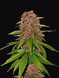 C4 Auto X1-Fast Buds - Miniatura 1