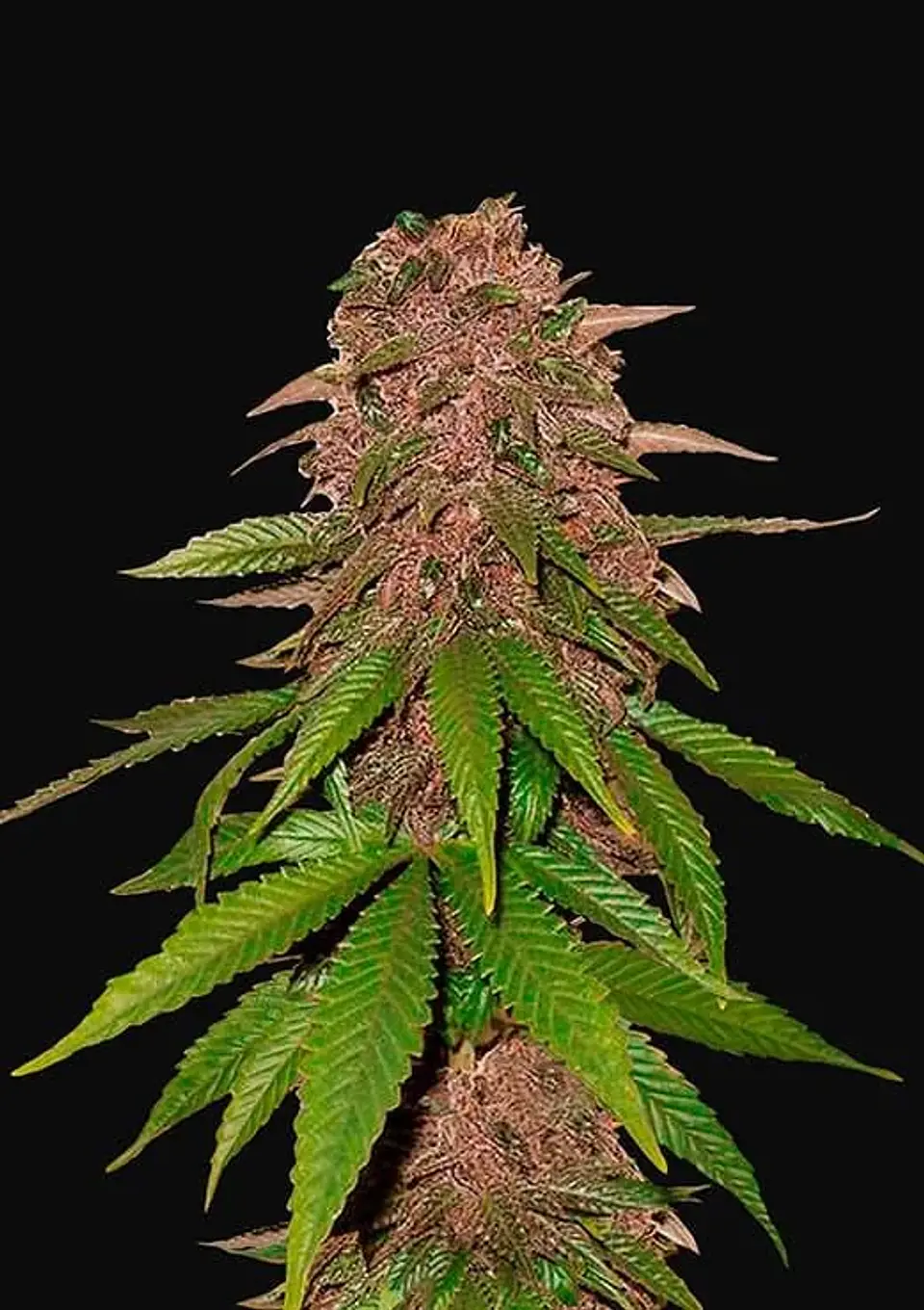 C4 Auto -Fast Buds (X3/X1) 1
