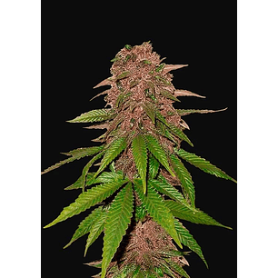 C4 AUTO X3-FAST BUDS