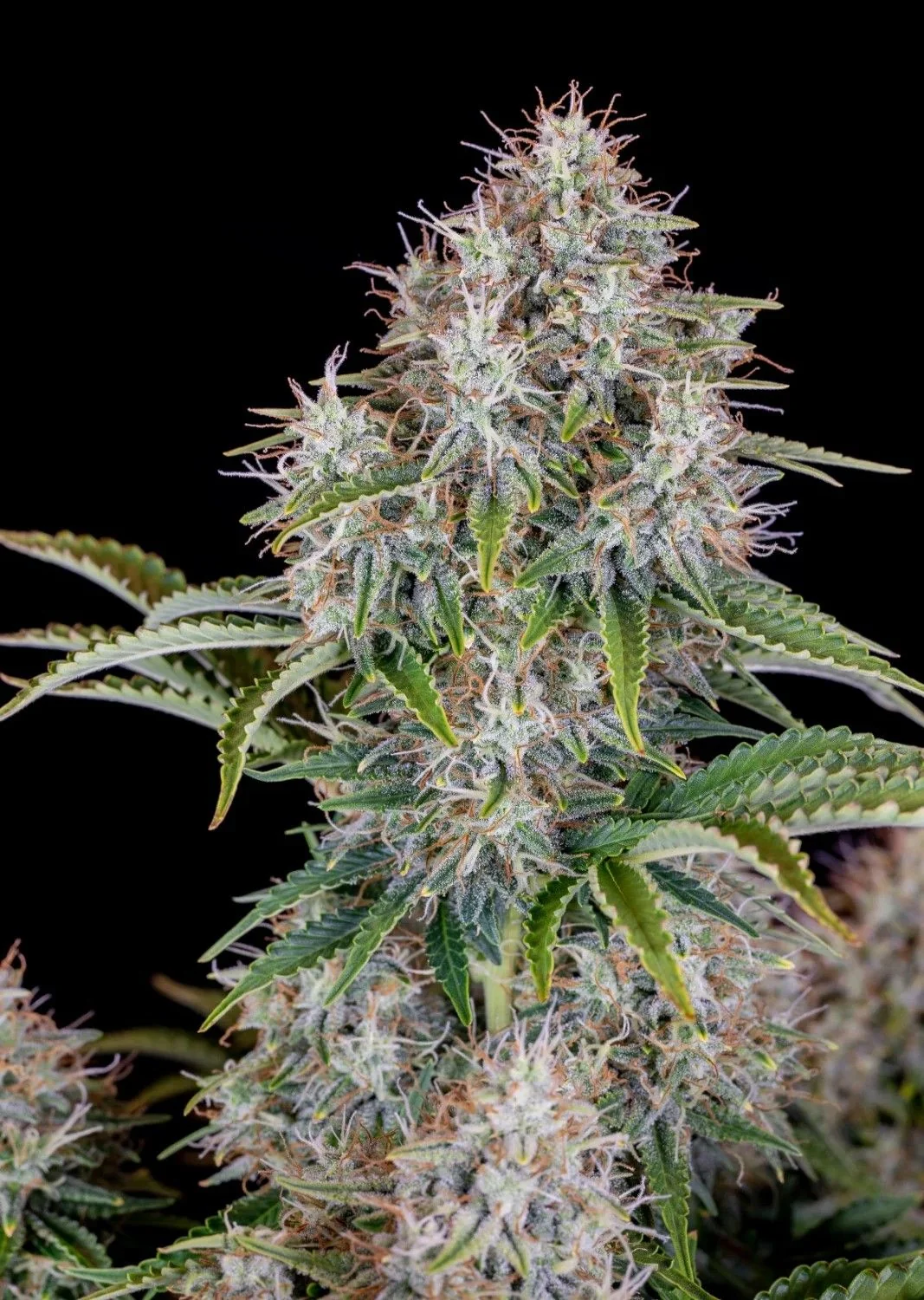 Original Cinderella Auto X1-Fast Buds 1