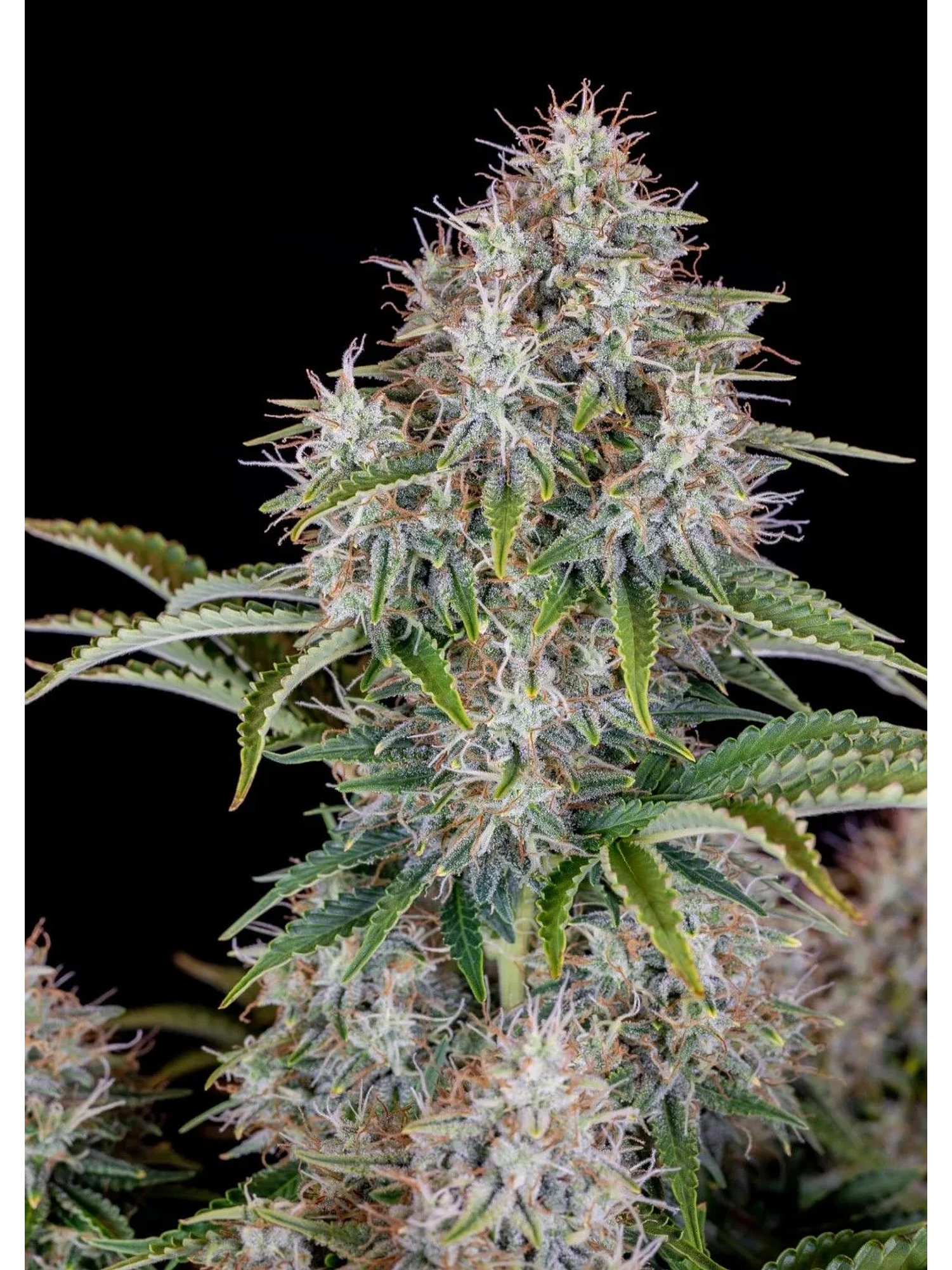 Original Cinderella Auto X1-Fast Buds 1