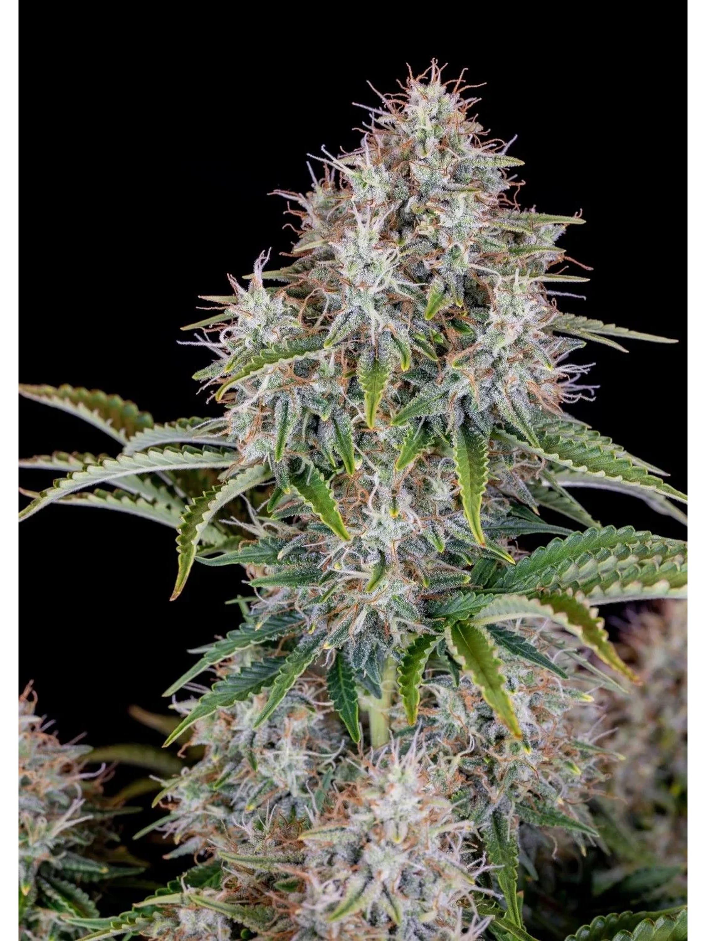 Original Cinderella Auto X1-Fast Buds 1