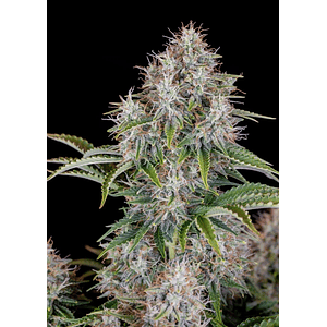 Original Cinderella Auto X1-Fast Buds