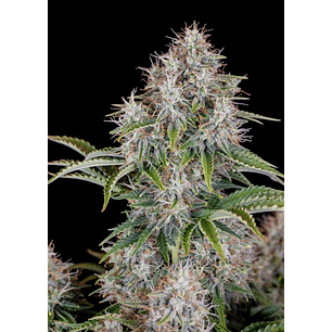 ORIGINAL CINDERELLA AUTO X1-FAST BUDS