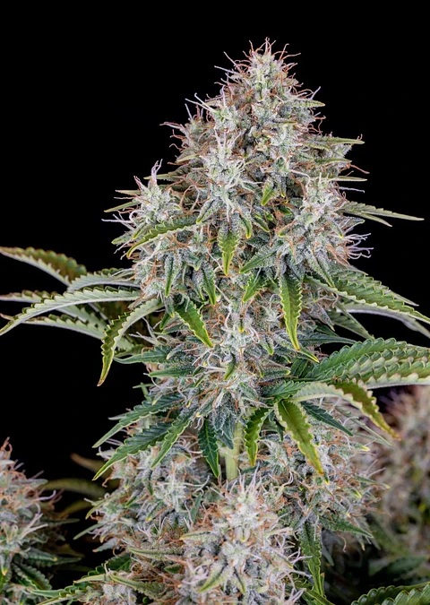 Original Cinderella Auto X1-Fast Buds