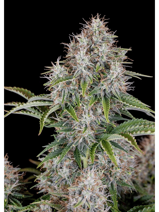 ORIGINAL CINDERELLA AUTO X1-FAST BUDS 1