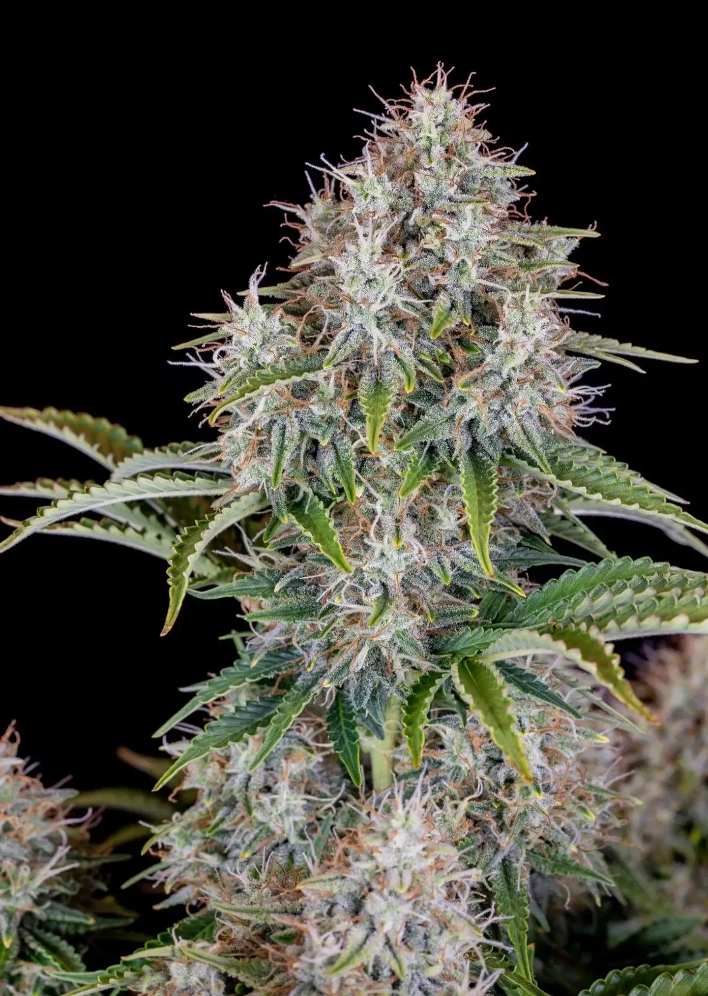 Original Cinderella Auto X1-Fast Buds 1