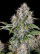 ORIGINAL CINDERELLA AUTO X1-FAST BUDS - Miniatura 1