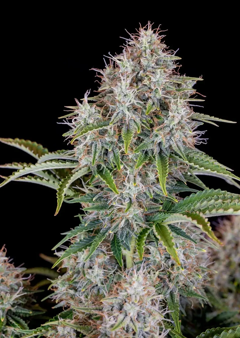 Original Cinderella Auto X1-Fast Buds 1
