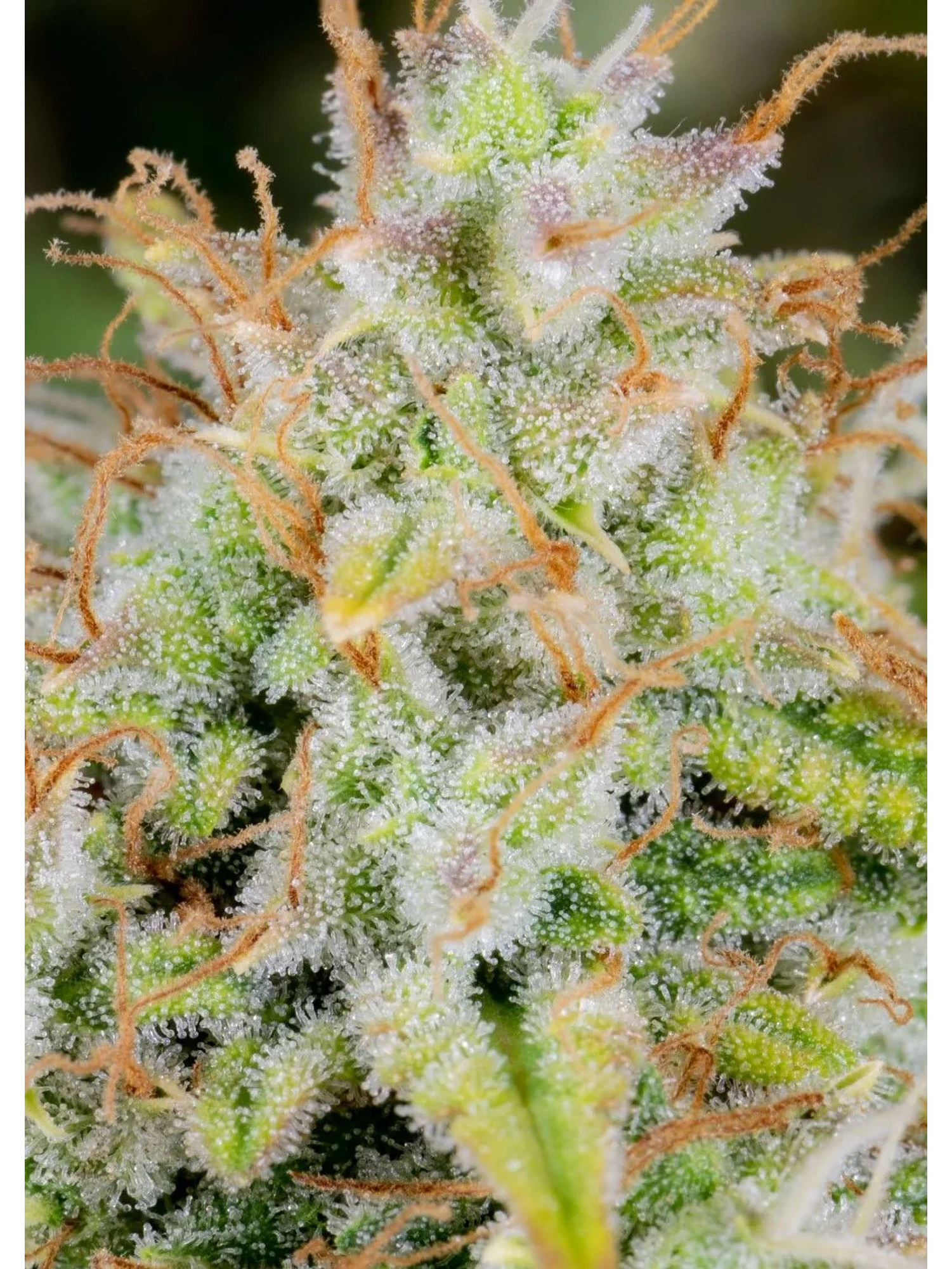 Original Cinderella Auto X1-Fast Buds 2