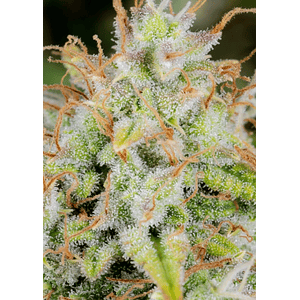 Original Cinderella Auto X1-Fast Buds