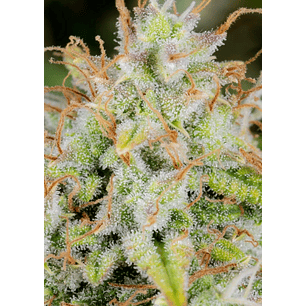 ORIGINAL CINDERELLA AUTO X1-FAST BUDS