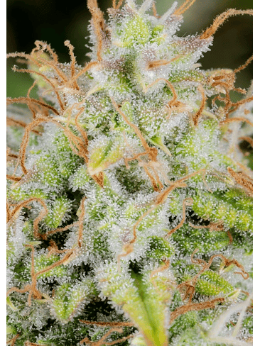 ORIGINAL CINDERELLA AUTO X1-FAST BUDS 2