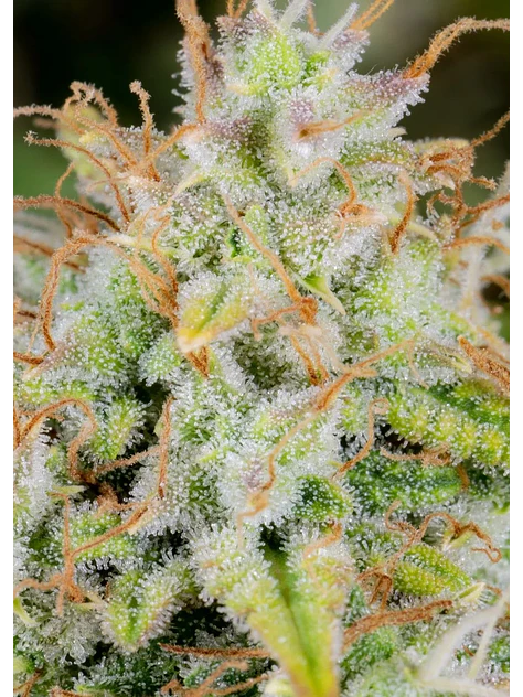 Original Cinderella Auto X1-Fast Buds 2