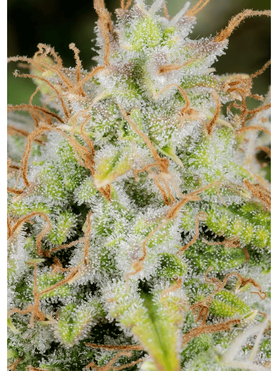 ORIGINAL CINDERELLA AUTO X1-FAST BUDS 2