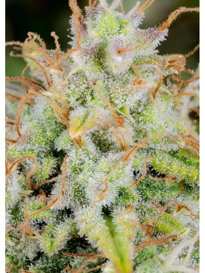 Original Cinderella Auto X1-Fast Buds 2