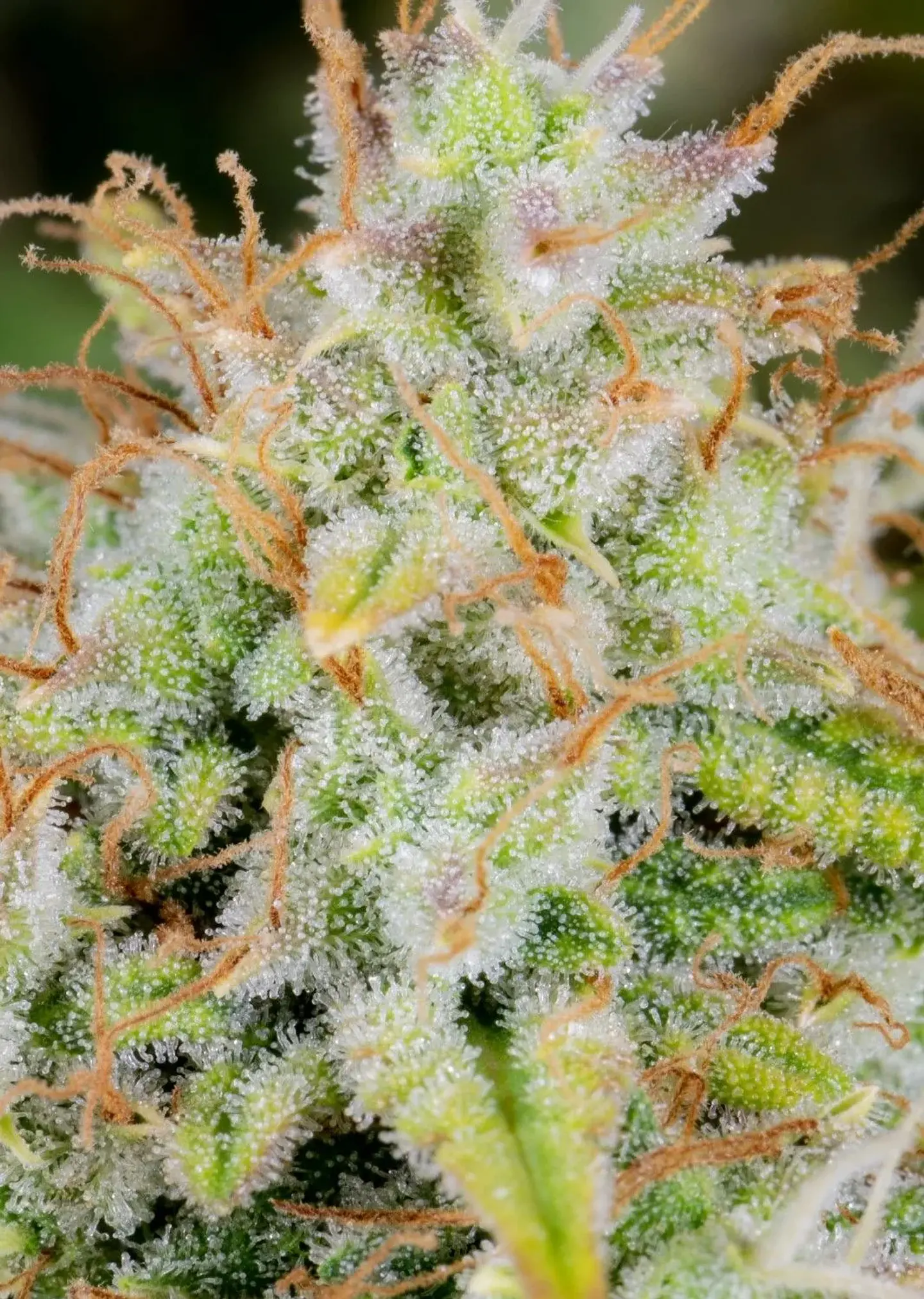 Original Cinderella Auto X1-Fast Buds 2