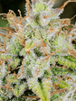 ORIGINAL CINDERELLA AUTO X1-FAST BUDS - Miniatura 2