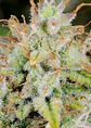Original Cinderella Auto X1-Fast Buds - Miniatura 2