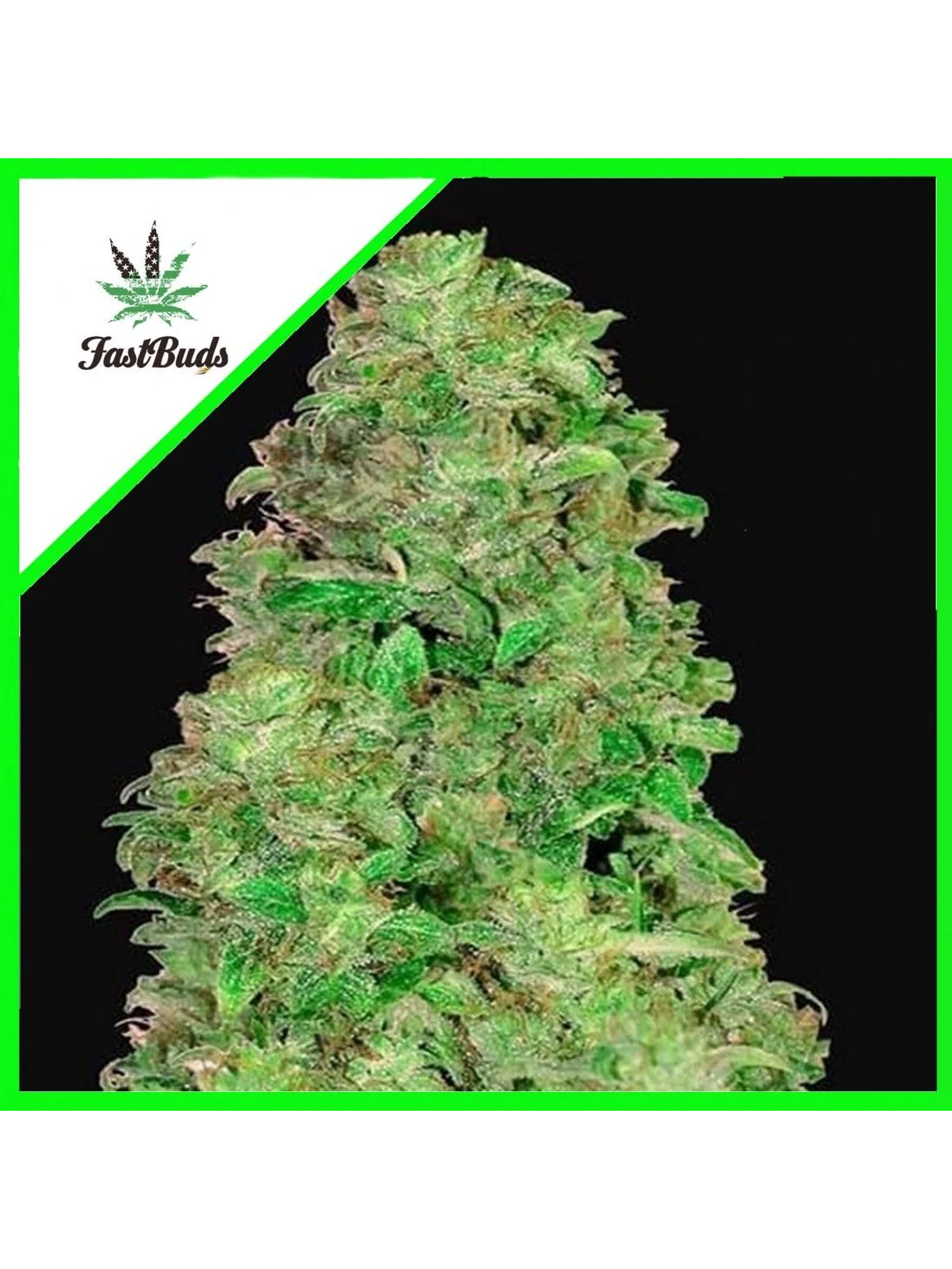 Cbd 20:1 Auto -Fast Buds (X3/X1) 1