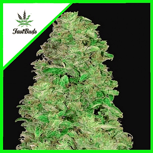 Cbd 20:1 Auto -Fast Buds (X3/X1)