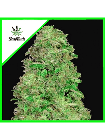 CBD 20:1 AUTO X3-FAST BUDS 1