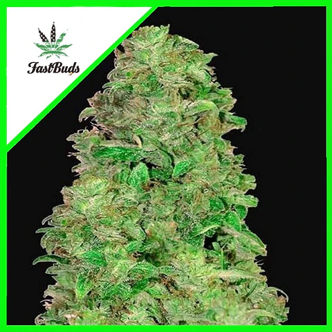 Cbd 20:1 Auto -Fast Buds (X3/X1)