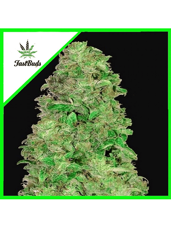 CBD 20:1 AUTO X3-FAST BUDS 1