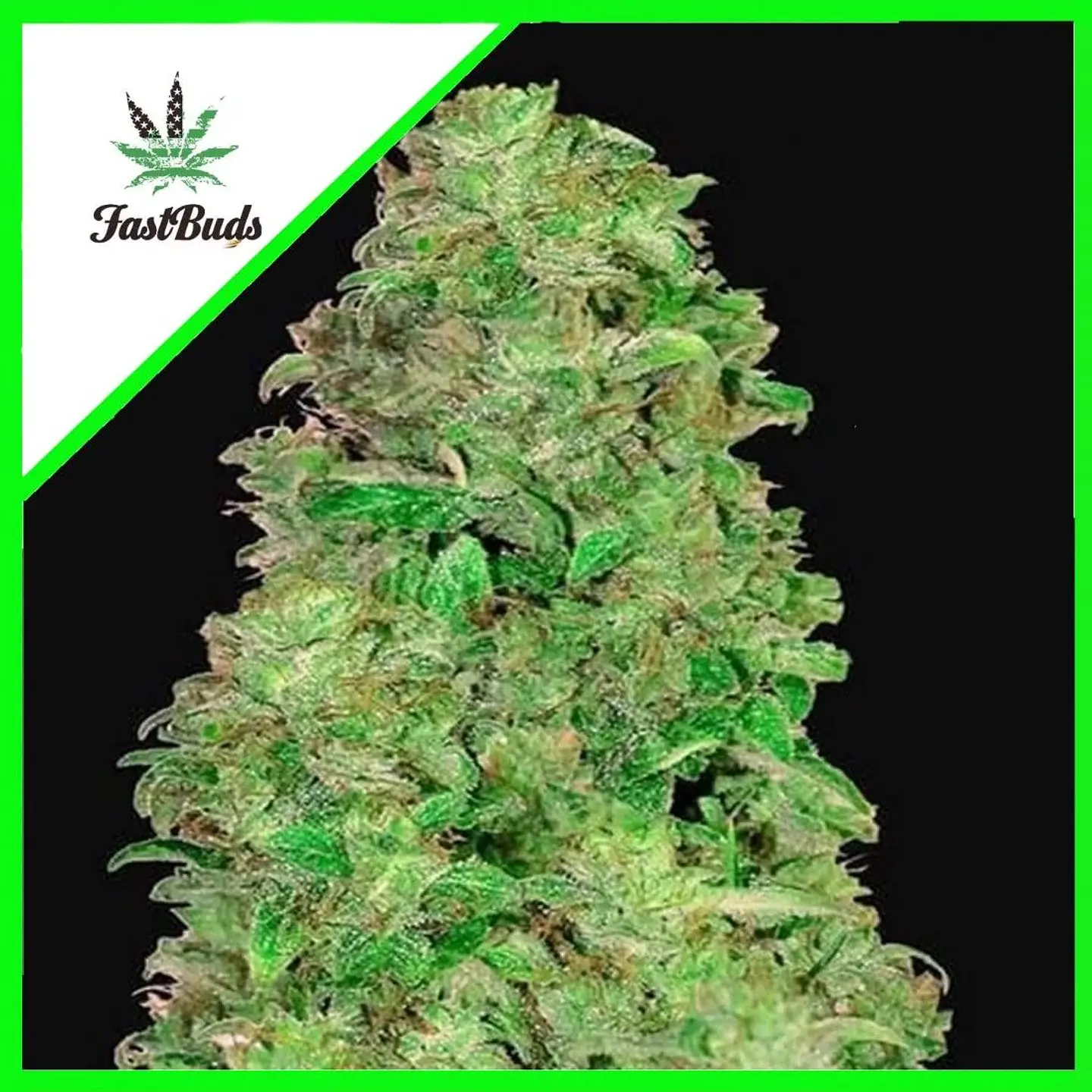 Cbd 20:1 Auto -Fast Buds (X3/X1) 1