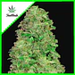 Cbd 20:1 Auto -Fast Buds (X3/X1) - Miniatura 1