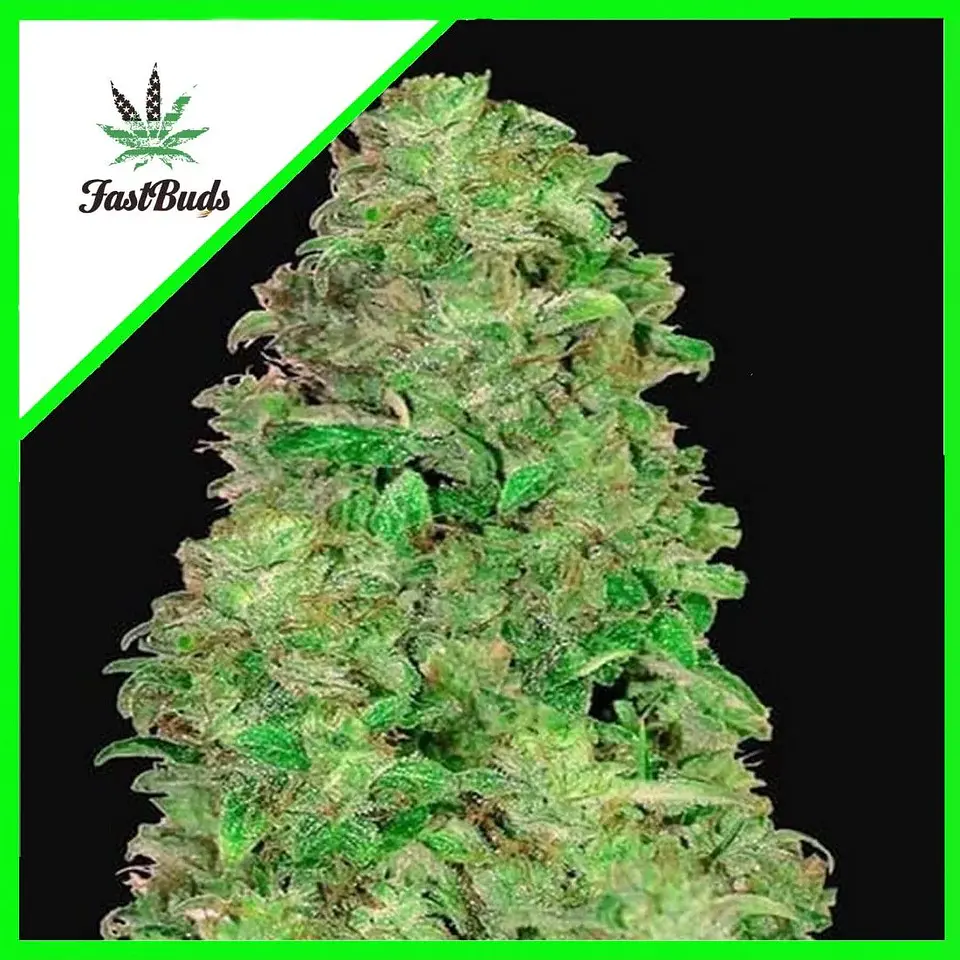Cbd 20:1 Auto -Fast Buds (X3/X1) 1