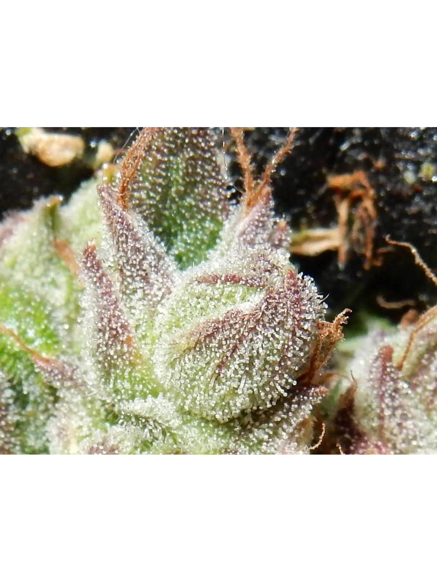 Cbd Crack  Auto X3-Fast Buds 2