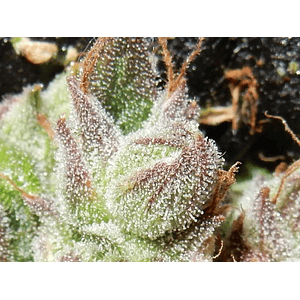 Cbd Crack  Auto X3-Fast Buds