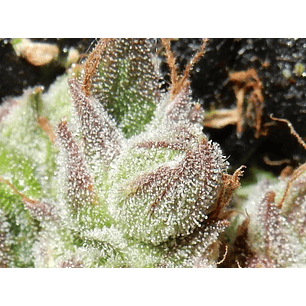 CBD CRACK  AUTO X3-FAST BUDS