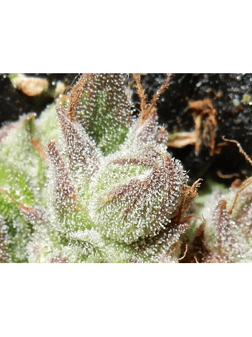 CBD CRACK  AUTO X3-FAST BUDS 2