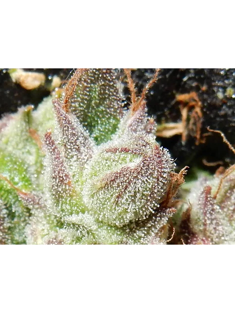 Cbd Crack  Auto X3-Fast Buds 2