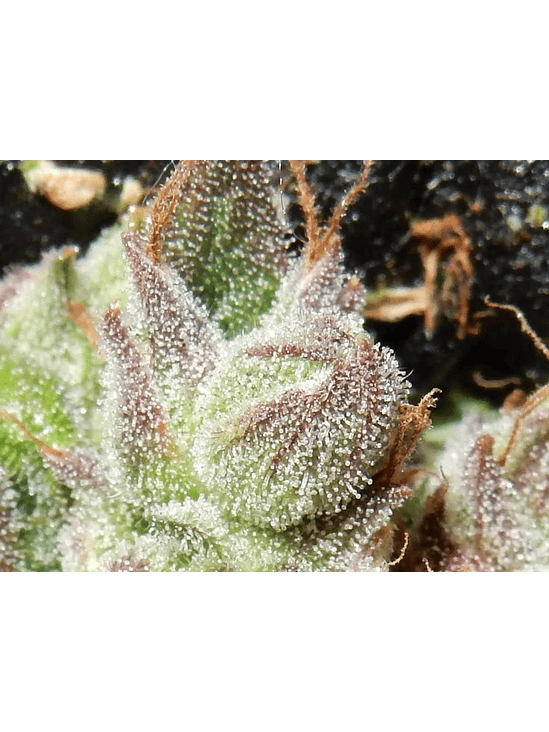 CBD CRACK  AUTO X3-FAST BUDS 2