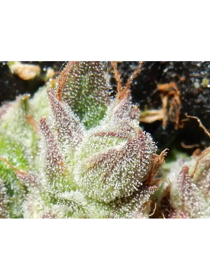 Cbd Crack  Auto X3-Fast Buds 2