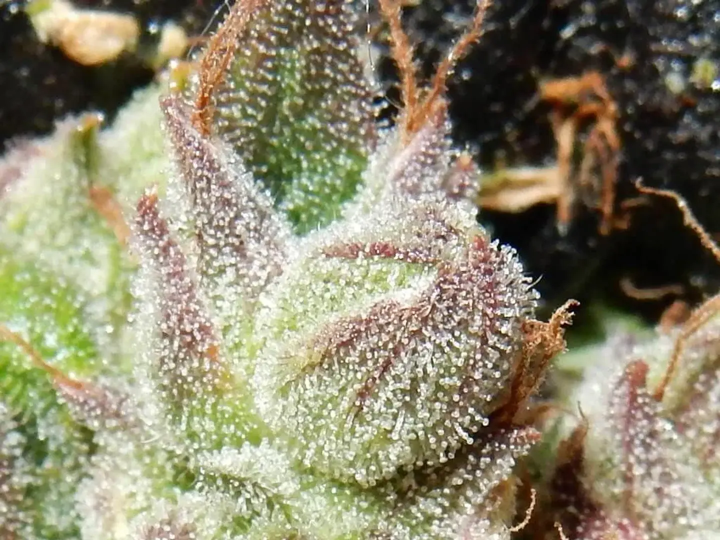 Cbd Crack  Auto X3-Fast Buds 2
