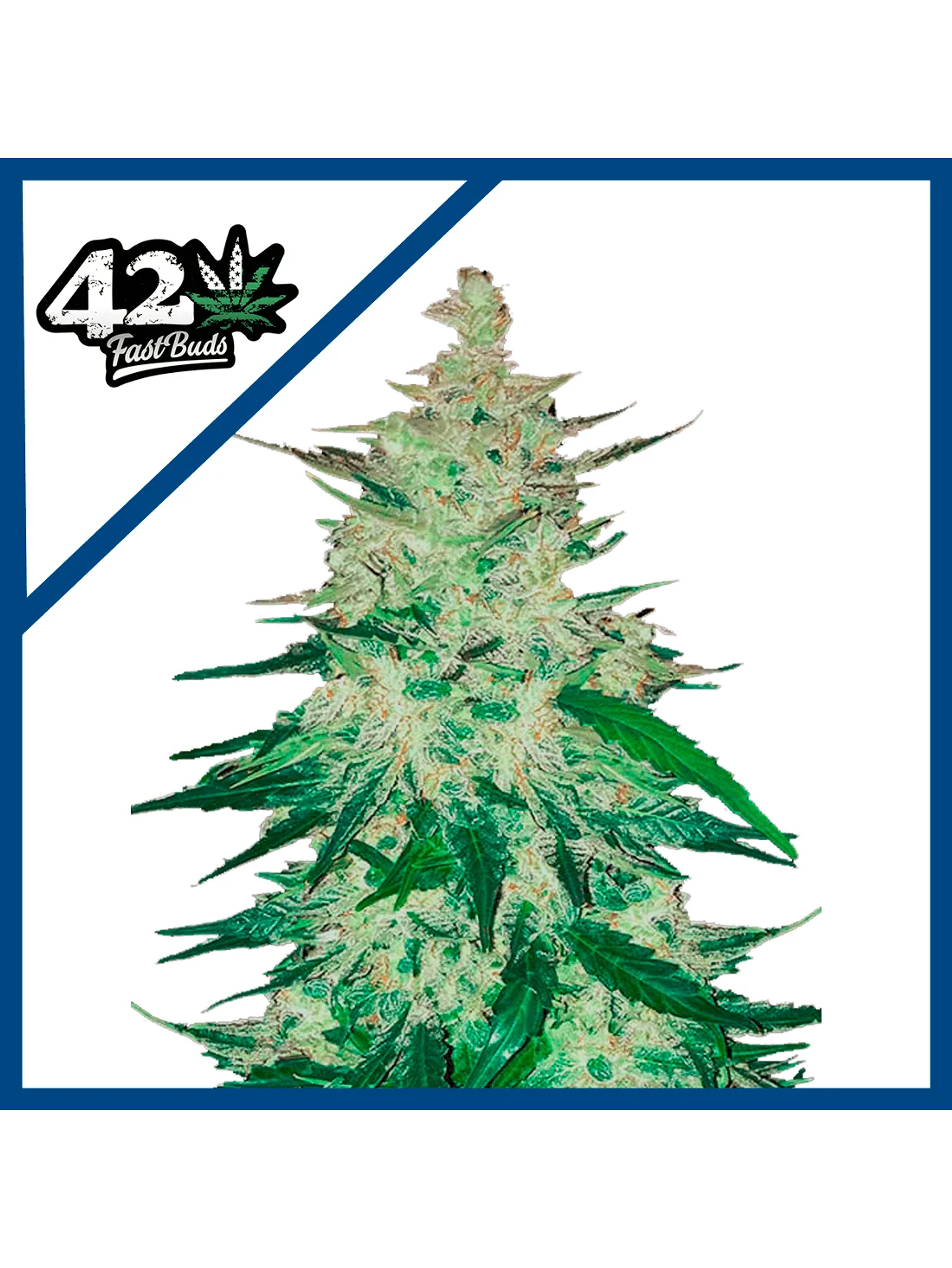 Cbd Crack  Auto X3-Fast Buds 1