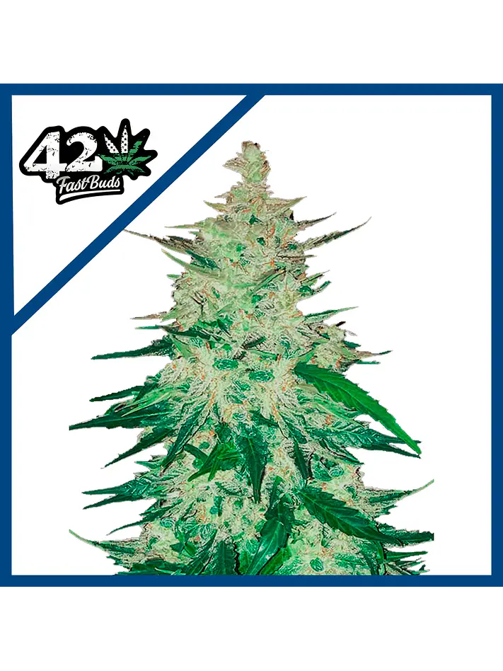 Cbd Crack  Auto X3-Fast Buds 1