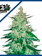 CBD CRACK  AUTO X3-FAST BUDS - Miniatura 1