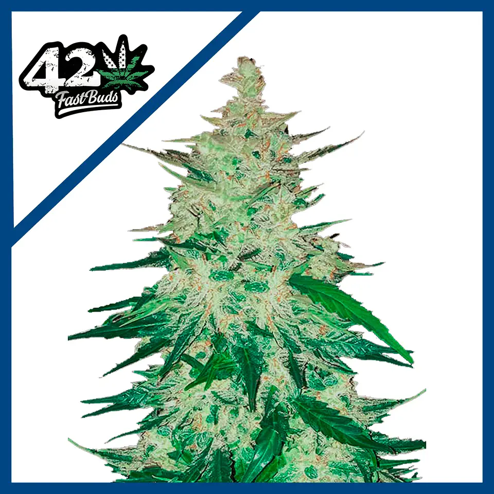 Cbd Crack  Auto X3-Fast Buds 1