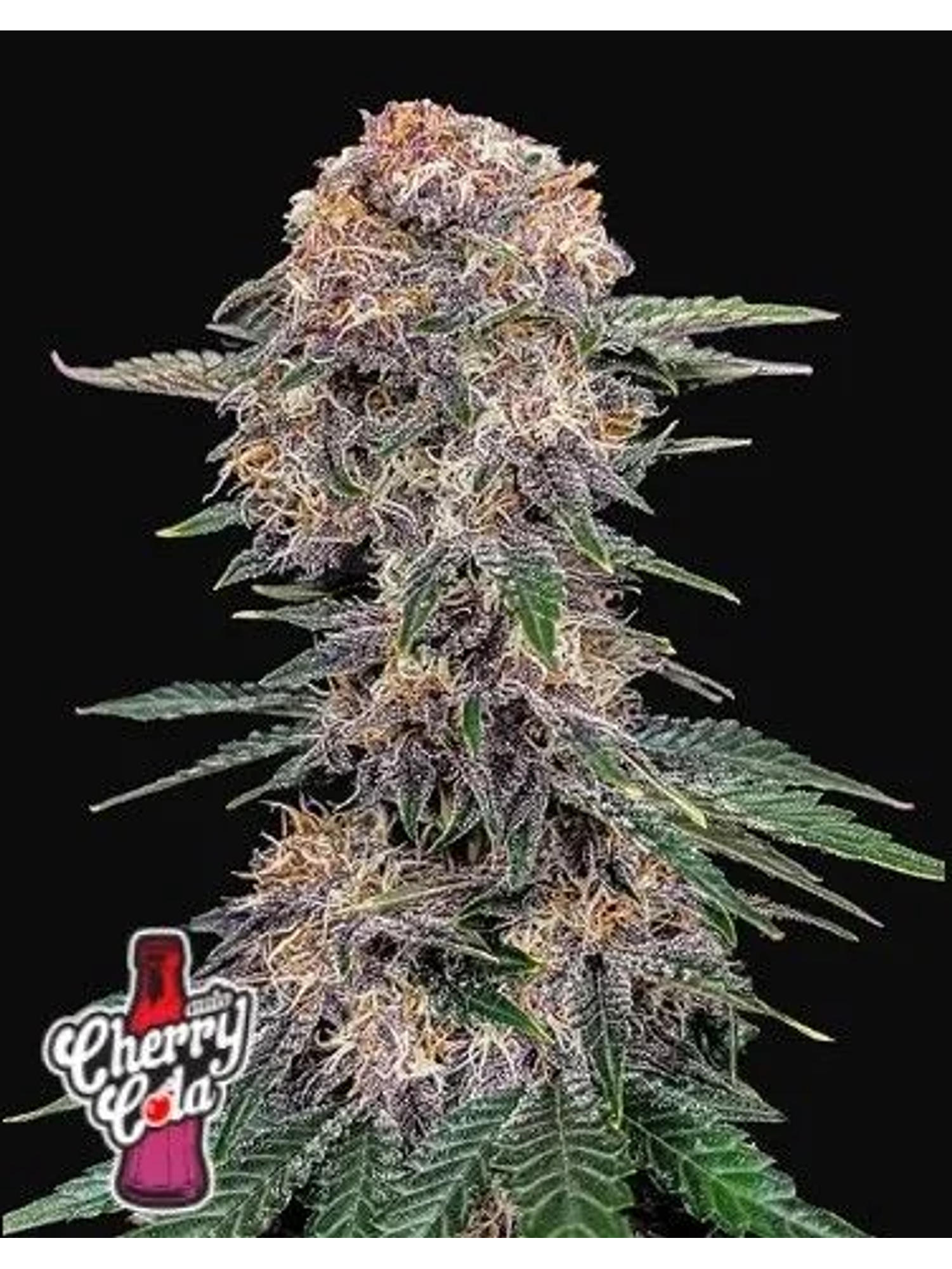 Chery Cola Auto X1-Fast Buds 1