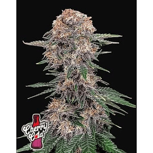 Chery Cola Auto X1-Fast Buds