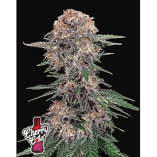 CHERY COLA AUTO X1-FAST BUDS