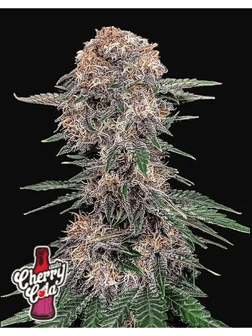 CHERY COLA AUTO X1-FAST BUDS 1